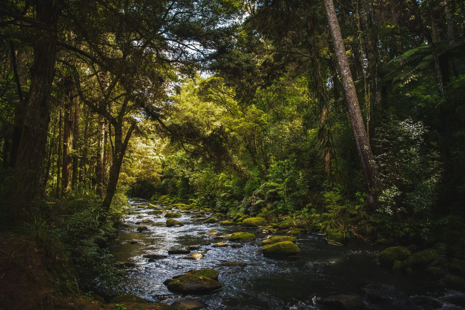 দ্রাঘিমালণ্ঠন
