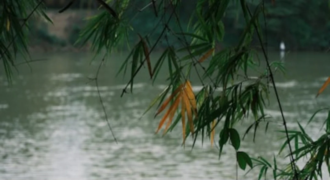 শো