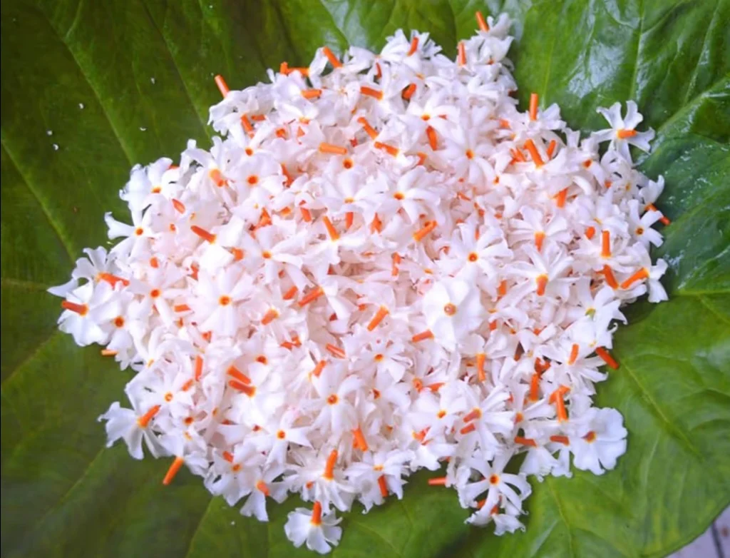 শিবুর মেয়ে
