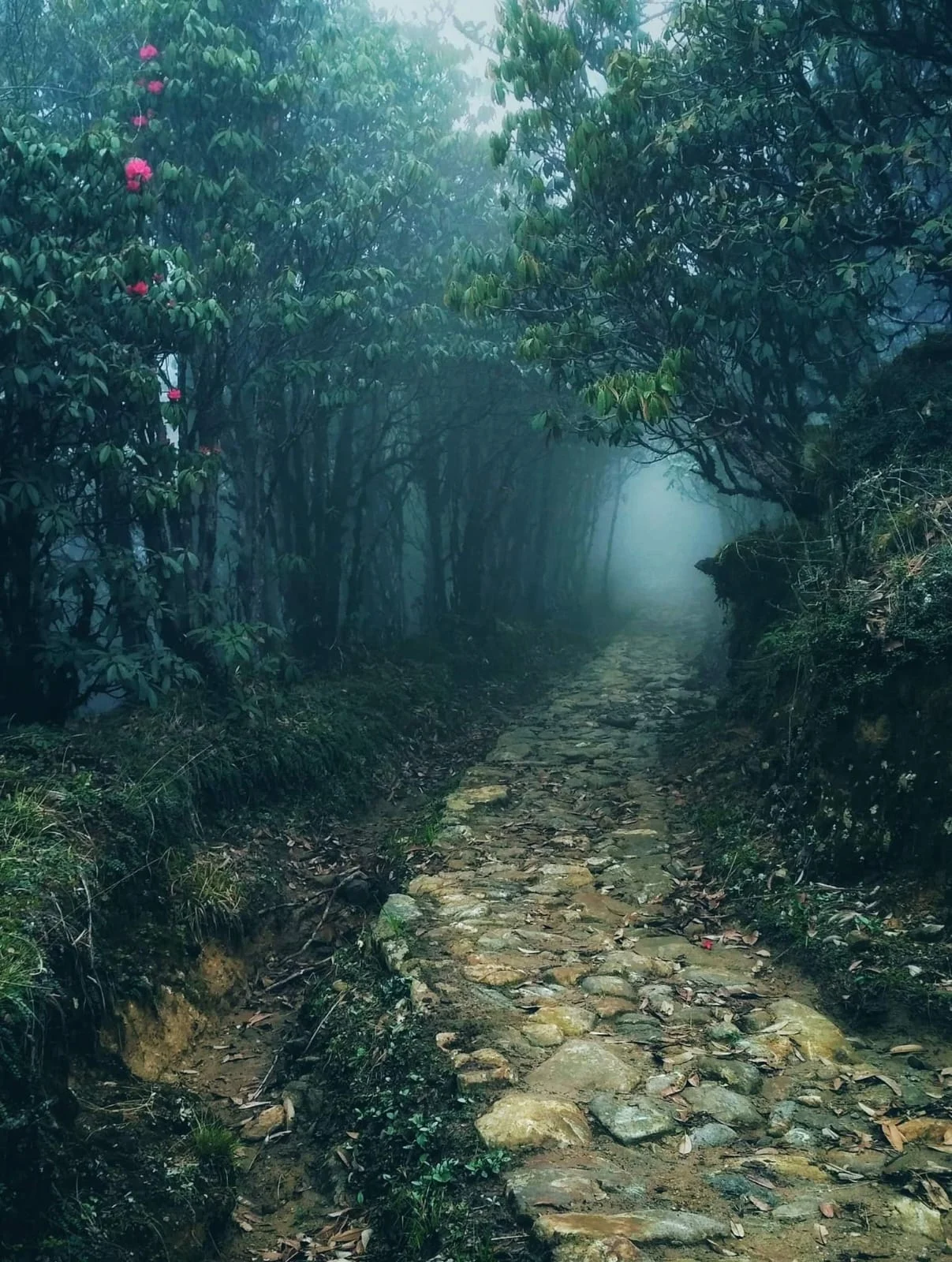 ফালুটে বিড়ম্বনা (অন্তিম পর্ব)