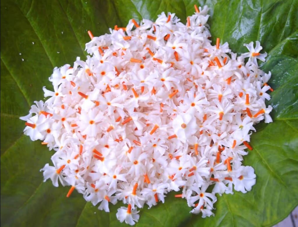 শিবুর মেয়ে