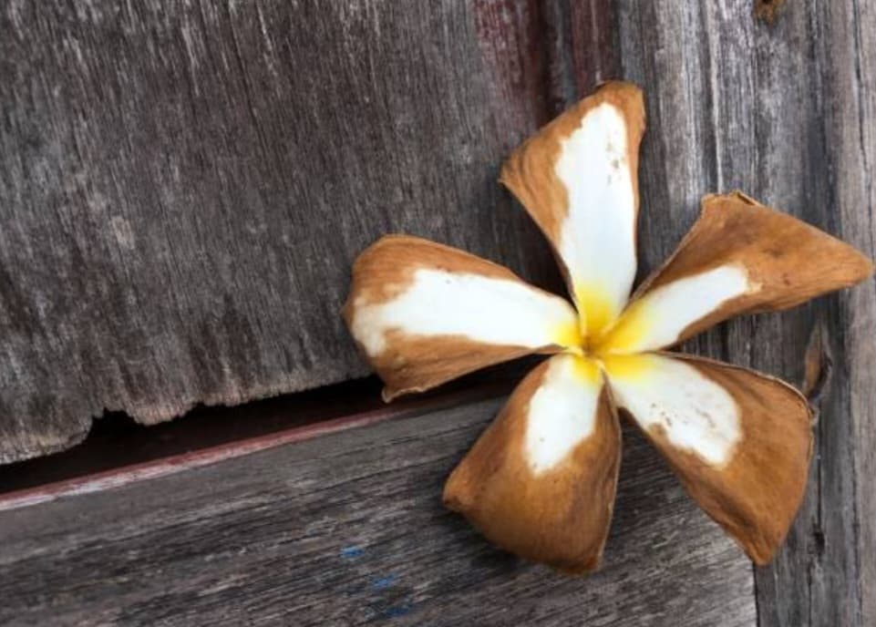 স্মৃতি রায়ের দুটি কবিতা