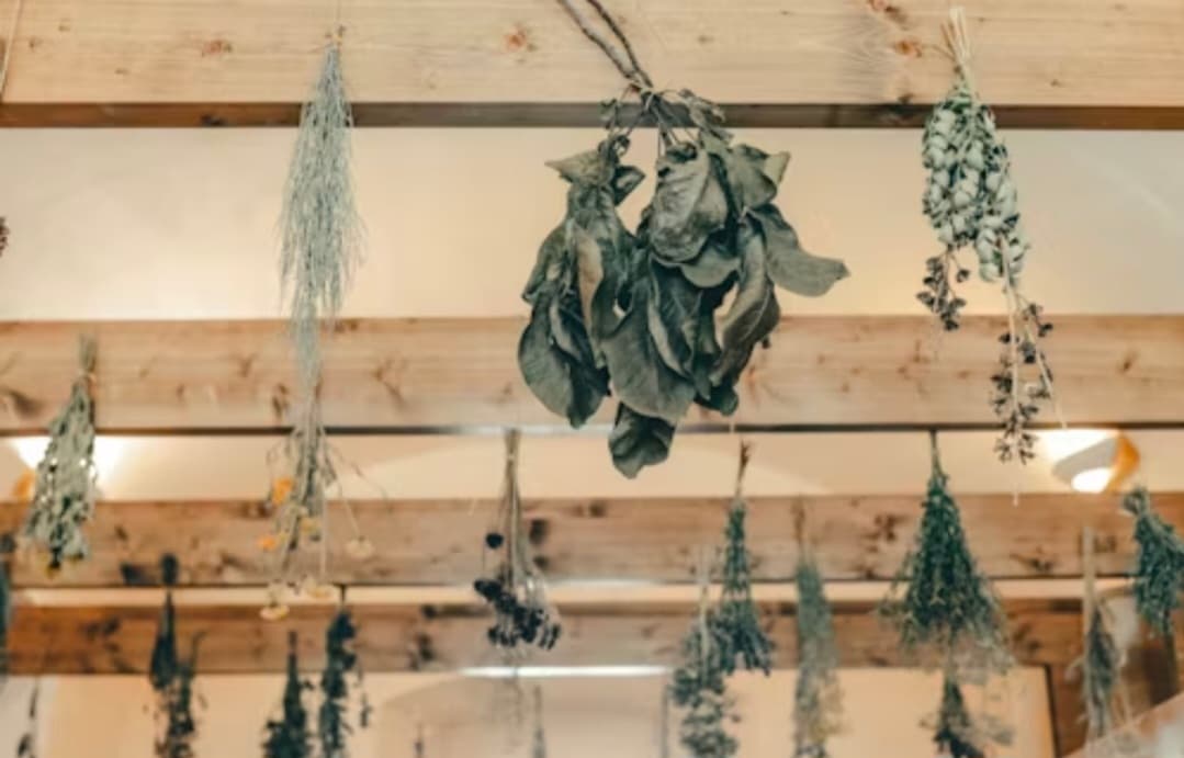 কাঠবিড়ালী জীবন