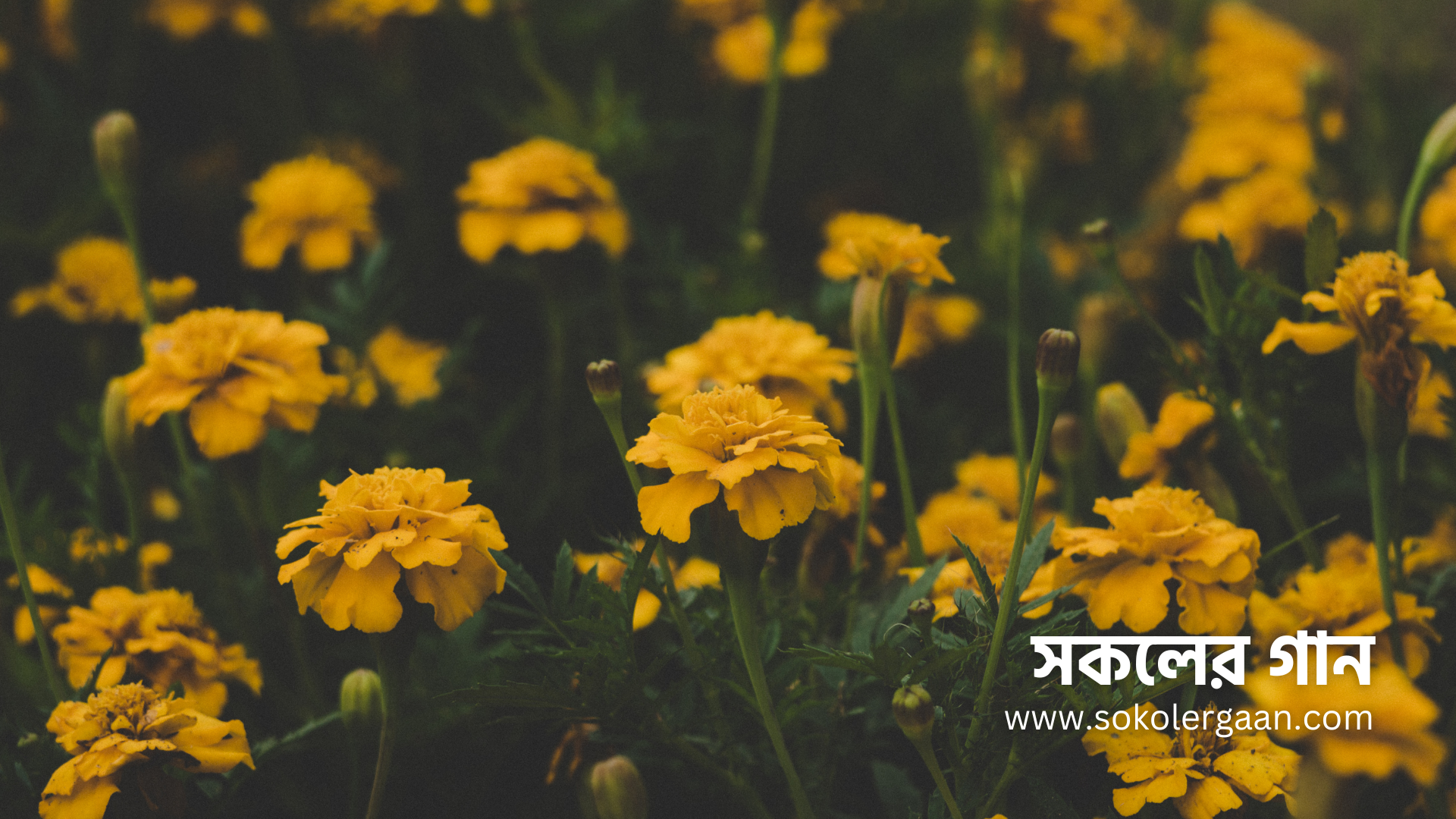 শ্রাবণ সংখ্যা